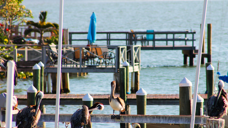 Pelicans sitting at Hubbard's Marina in Madeira Beach, Florida.