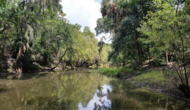 Under An Hour From Tampa Is Florida's Dog-Friendly Nature Park With Trails, Fishing, And Paddling