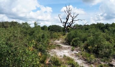 Between Tampa And Fort Myers Is Florida's Underrated State Park For Hiking And Wildlife Watching