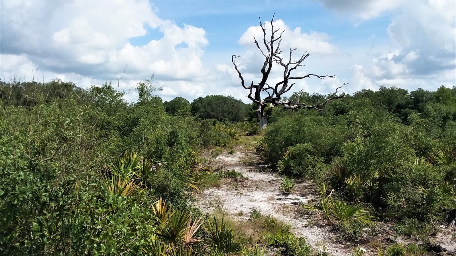 Between Tampa And Fort Myers Is Florida's Underrated State Park For Hiking And Wildlife Watching