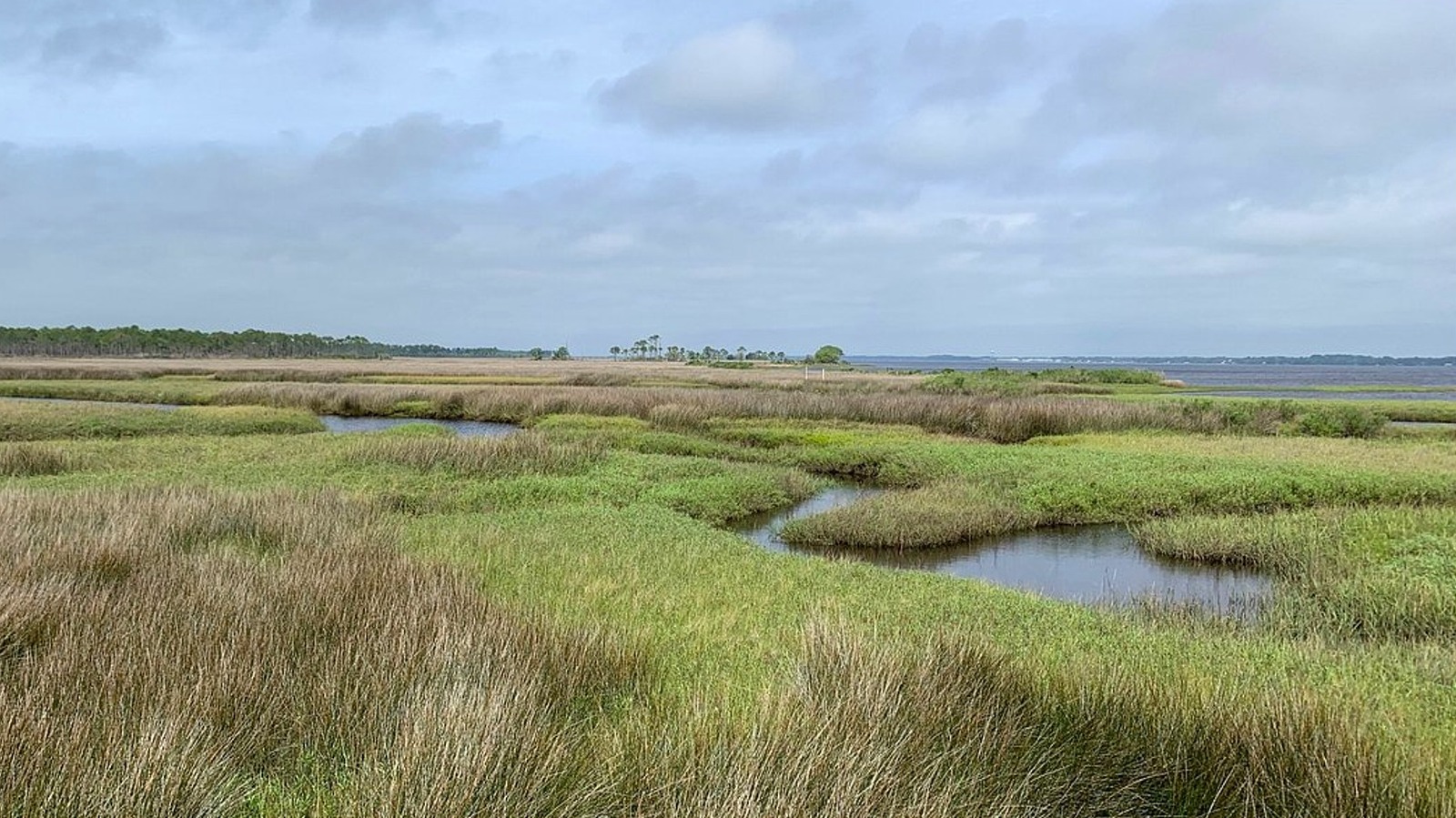 Florida's Gorgeous Gulf Coast Park Has Wildlife, Kayaking, And Fishing Under An Hour From Tallahassee