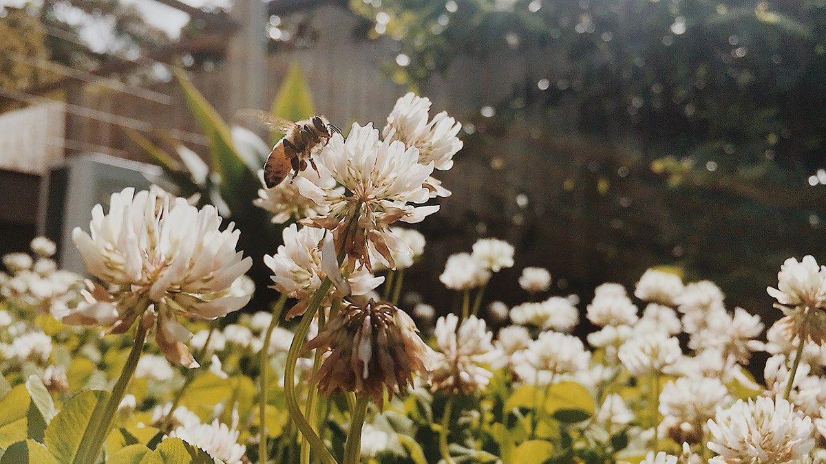 A honeybee landing on a white flower in a sunlit garden.