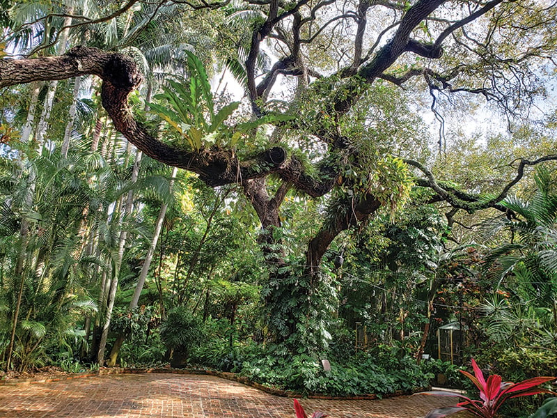 Live Oak