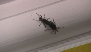 Bay Area drivers dealing with lovebug swarms as peak season returns: How to protect your car & keep them away