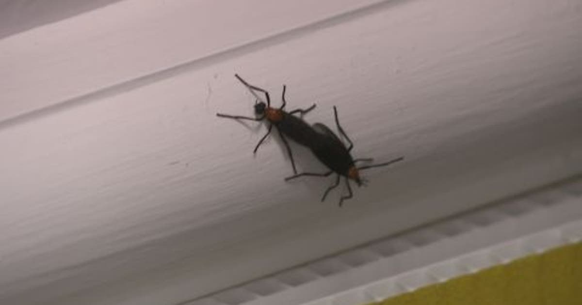 Bay Area drivers dealing with lovebug swarms as peak season returns: How to protect your car & keep them away