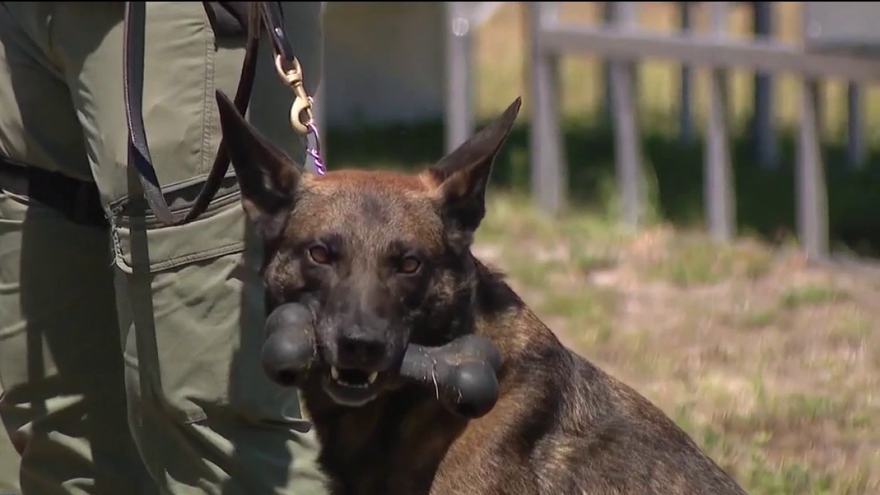 HCSO's new canine training complex