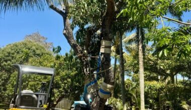 Ombelle Fort Lauderdale Relocates Mature Mango Trees as Part of Thoughtful Site Preparation