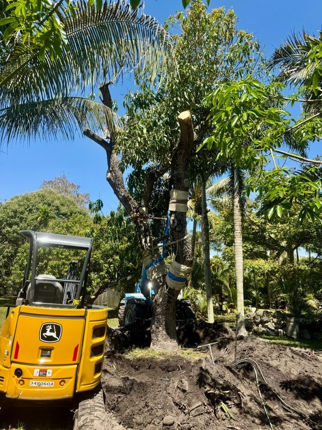 Ombelle Fort Lauderdale Relocates Mature Mango Trees as Part of Thoughtful Site Preparation