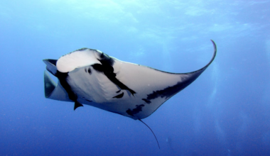 FWC to consider amendment restricting capture of marine life