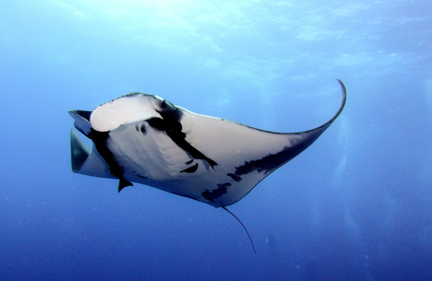 FWC to consider amendment restricting capture of marine life