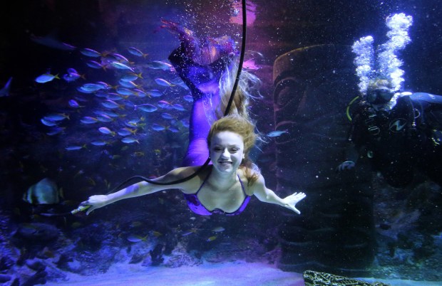 Mermaid Lydia performs underwater at the Sea Life Orlando Aquarium on Sept. 28, 2018. (Joe Burbank/Orlando Sentinel)