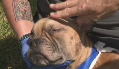 Starving, injured dog found behind Fort Lauderdale Walgreens sparks animal abuse investigation