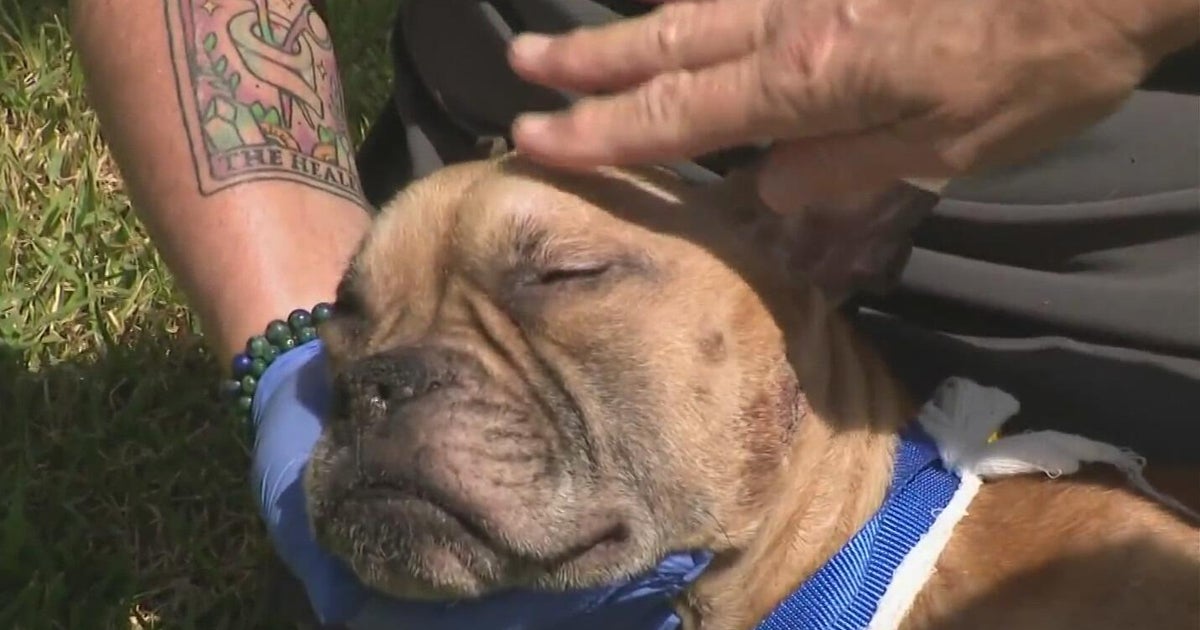 Starving, injured dog found behind Fort Lauderdale Walgreens sparks animal abuse investigation