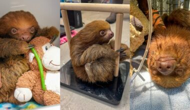 Mr. Ginger, smallest and youngest rescued Sloth World sloth, has died, zoo says