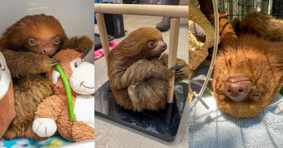 Mr. Ginger, smallest and youngest rescued Sloth World sloth, has died, zoo says