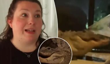 Florida mom catches two alligators fighting on front porch during mating season