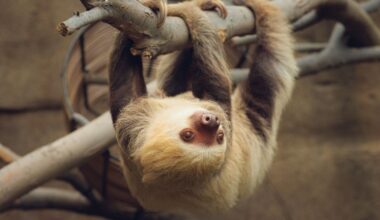 Florida hits pause on sloth imports after more than 50 deaths – NBC 6 South Florida