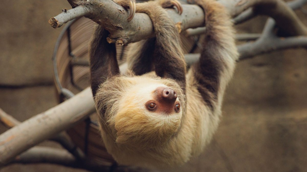 Florida hits pause on sloth imports after more than 50 deaths – NBC 6 South Florida