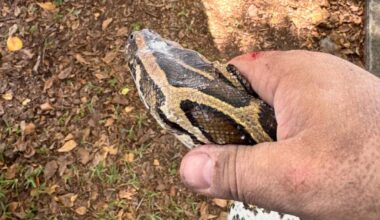Giant python with 20 eggs found beneath Miami-Dade sidewalk