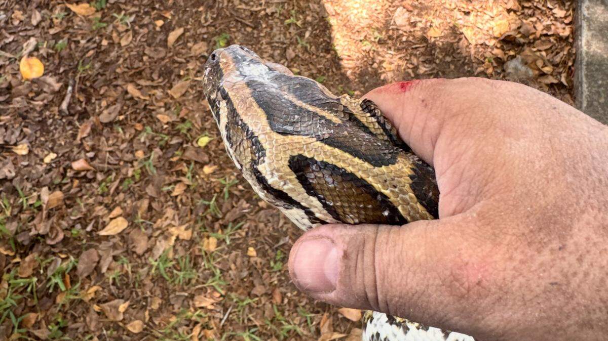 South Florida Water Management District (SFWMD) python removal contractor Guillermo Tapanes captured a Burmese python and its nest containing about 20 eggs in Cutler Bay on Saturday, May 23, 2026. South Florida Water Management District (SFWMD) python removal contractor Guillermo Tapanes captured a Burmese python and its nest containing about 20 eggs in Cutler Bay on Saturday, May 23, 2026.