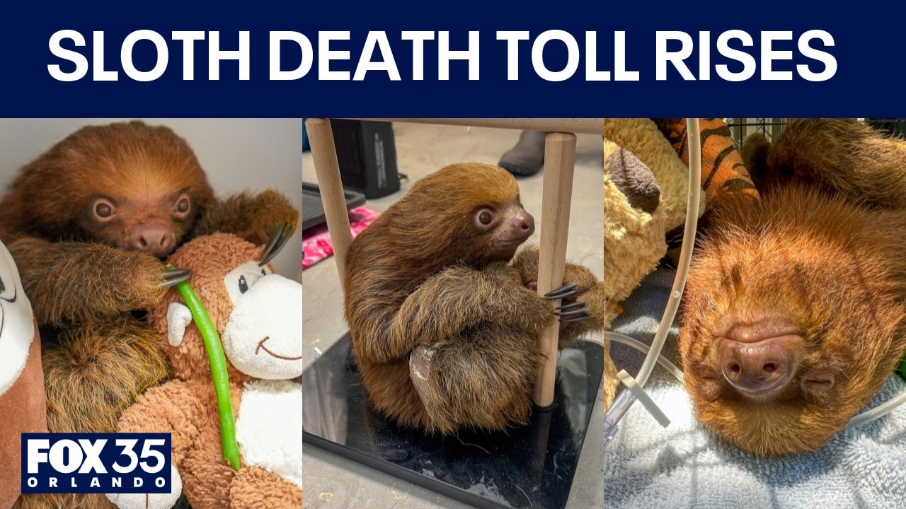 Mr. Ginger, youngest 'Sloth World' sloth, dies