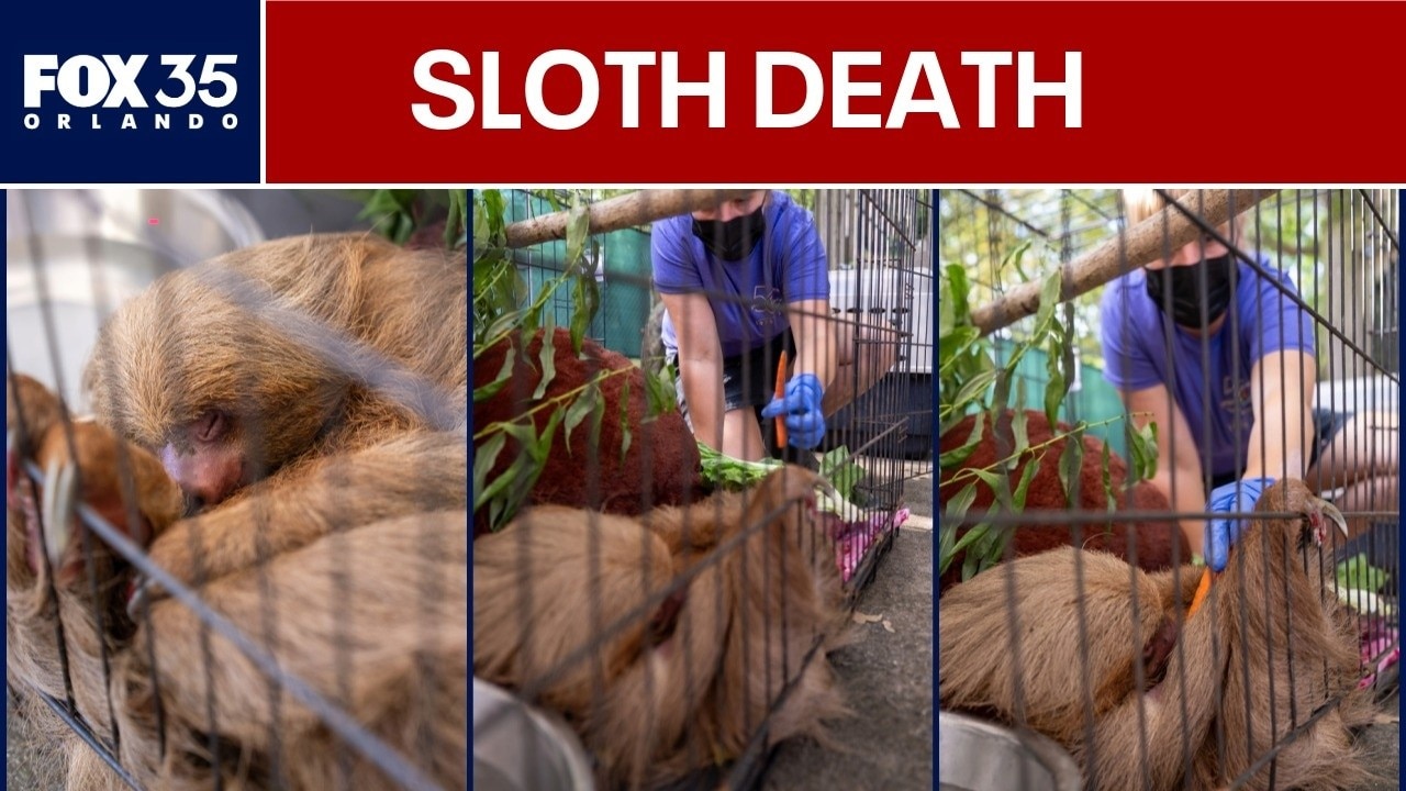 'Heartbroken': Rescued Sloth World sloth, Bandit, dies