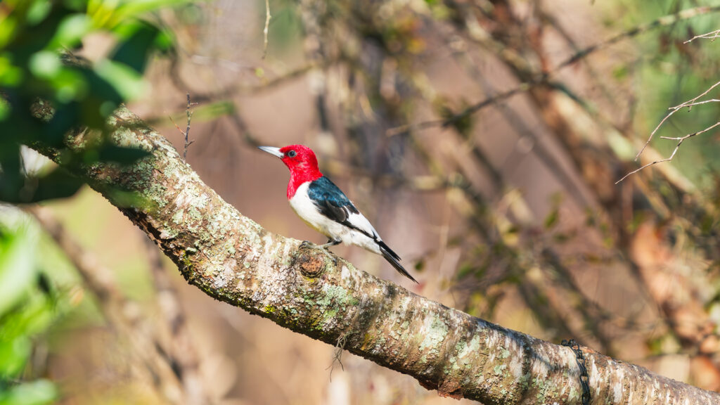 A red-headed woodpecker in Florida (iStock image)