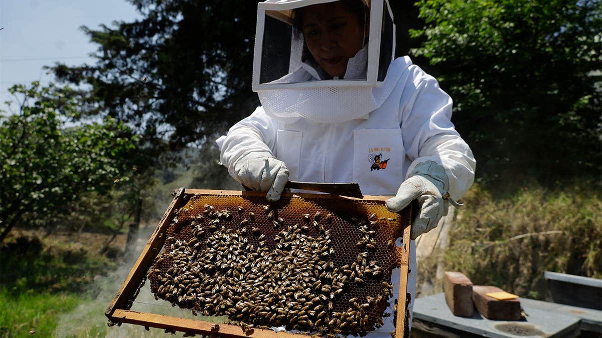 A beekeeper displaying one section of a beehive