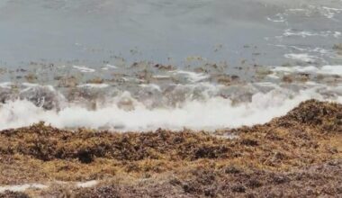 Sargassum seaweed piling up on South Florida beaches as NOAA ramps up daily tracking