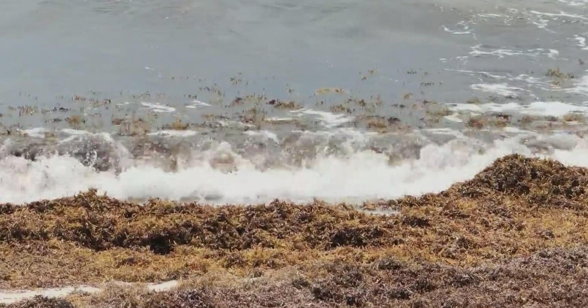 Sargassum seaweed piling up on South Florida beaches as NOAA ramps up daily tracking