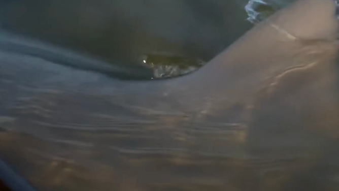 The bull shark swimming up and knocking the kayak.
