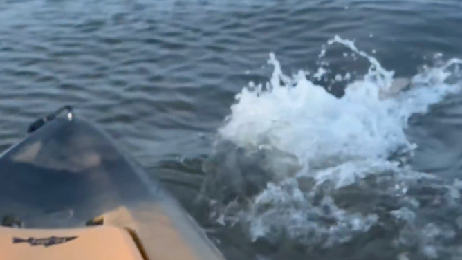 The shark splashes after hitting the kayak again.