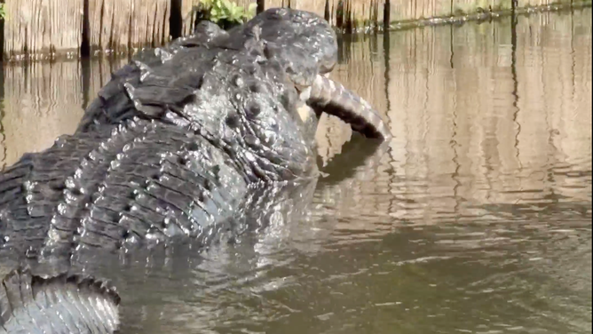 Large alligator eats small alligator on March 30, 2026 in wildlife park in Florida.