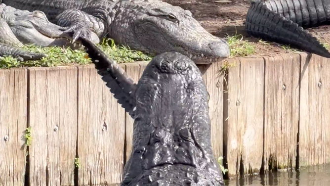 The small alligator's tail hangs out of the big alligator's mouth.