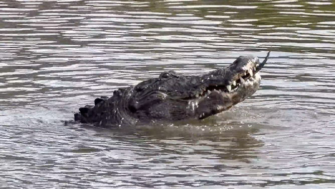 The gator swims away, still chewing on the small alligator.