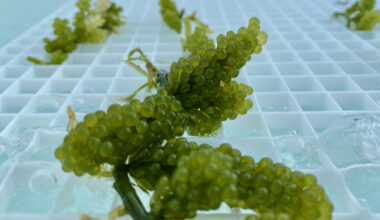Seaweed integration boosts efficiency and cuts waste in aquaculture, study finds