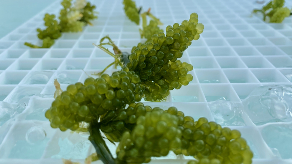 Seaweed integration boosts efficiency and cuts waste in aquaculture, study finds