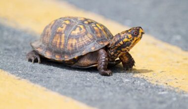 Man Hit By Truck While Moving Turtle From Road In Seminole: Pinellas Deputies