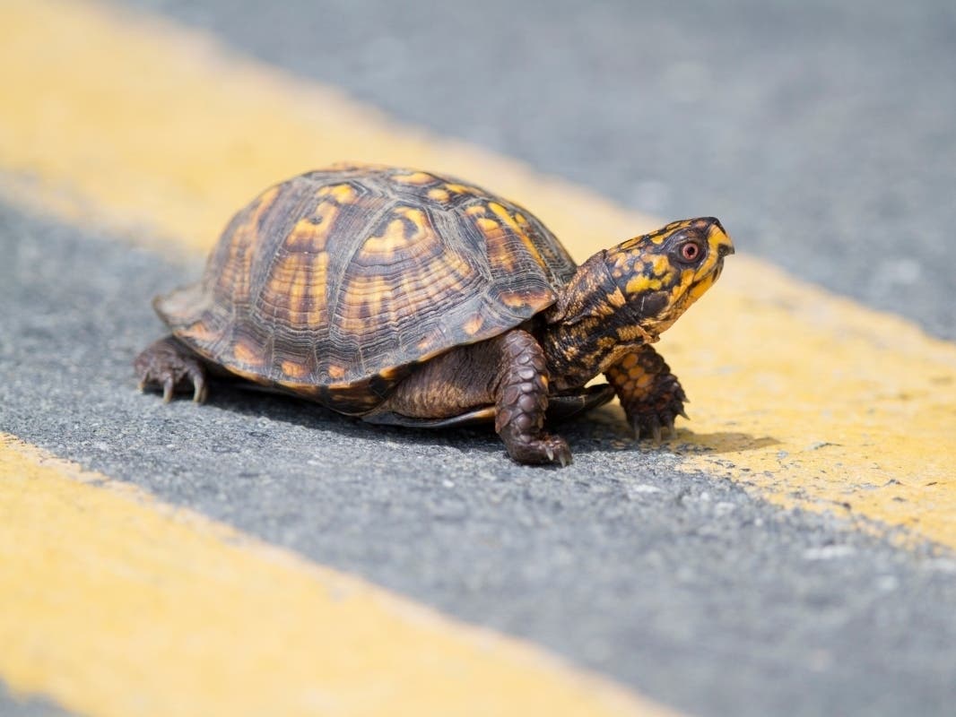 Man Hit By Truck While Moving Turtle From Road In Seminole: Pinellas Deputies