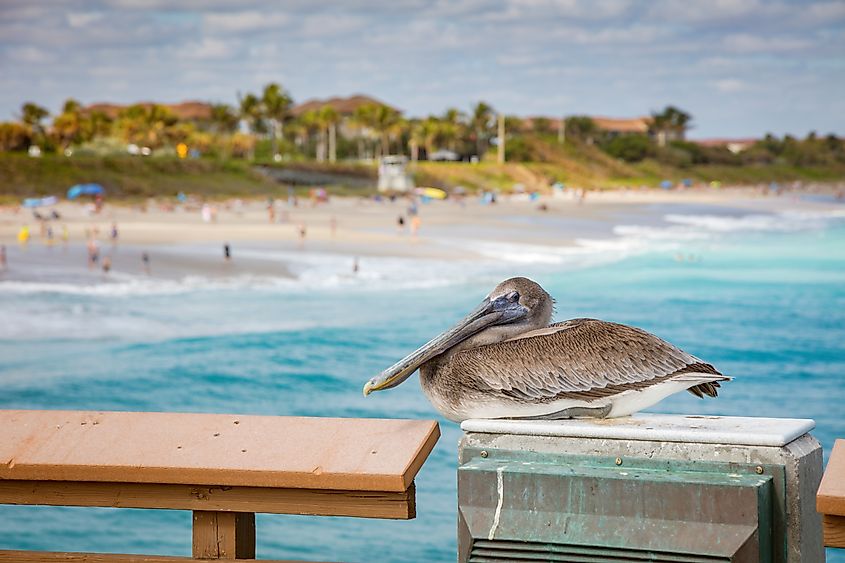 Pelican guarding Juno Beach Pier in Juno Beach, Florida.