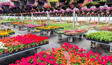 Lowe's is giving away free Mother's Day flowers across Miami this weekend