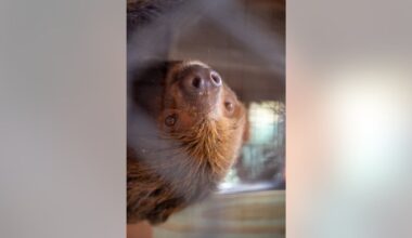 Is anyone actually investigating Sloth World after sloth deaths?