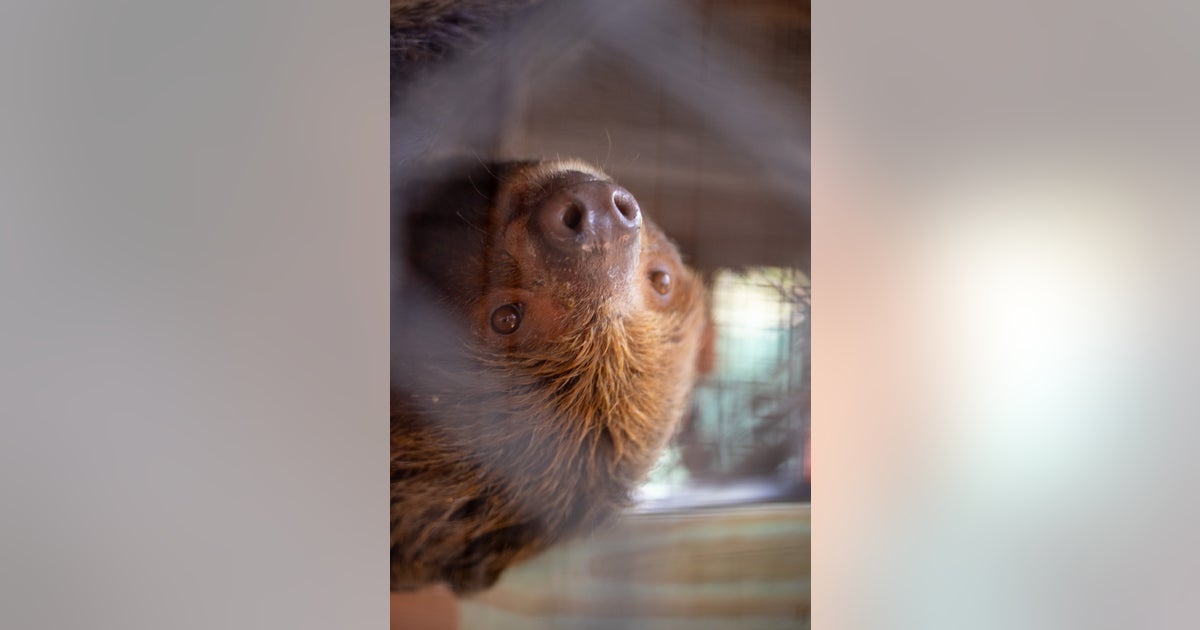 Is anyone actually investigating Sloth World after sloth deaths?