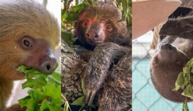 Meet the 9 Sloth World sloths at Central Florida Zoo: New photos, names