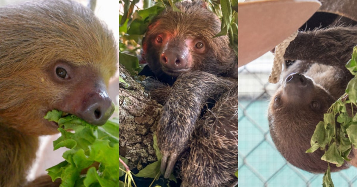 Meet the 9 Sloth World sloths at Central Florida Zoo: New photos, names