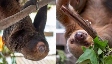 The Central Florida Zoo & Botanical Gardens announce this weekend that two of the 13 sloths brought to the zoo from Sloth World — Chewie and Dolce — had recovered enough to be removed from intensive care. (Photo courtesy of Central Florida Zoo & Botanical Gardens)