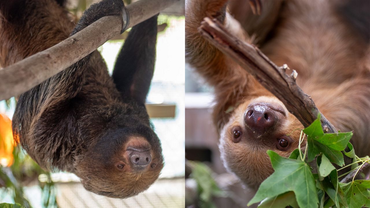 The Central Florida Zoo & Botanical Gardens announce this weekend that two of the 13 sloths brought to the zoo from Sloth World — Chewie and Dolce — had recovered enough to be removed from intensive care. (Photo courtesy of Central Florida Zoo & Botanical Gardens)