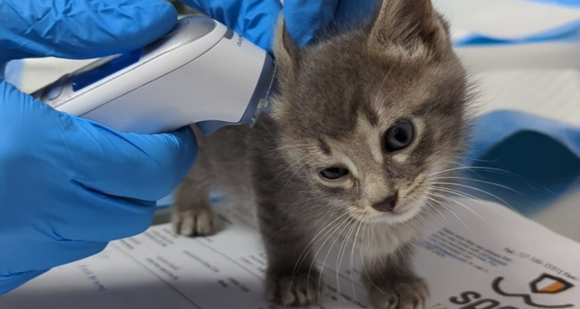 A kitten with a human