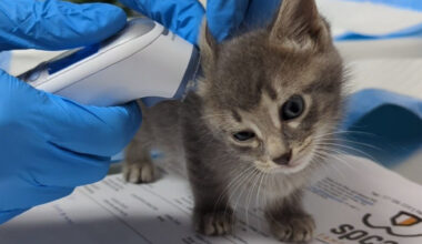 A kitten with a human