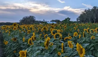 Sunflower season is back at Tampa Bay's Sweetfield Farms